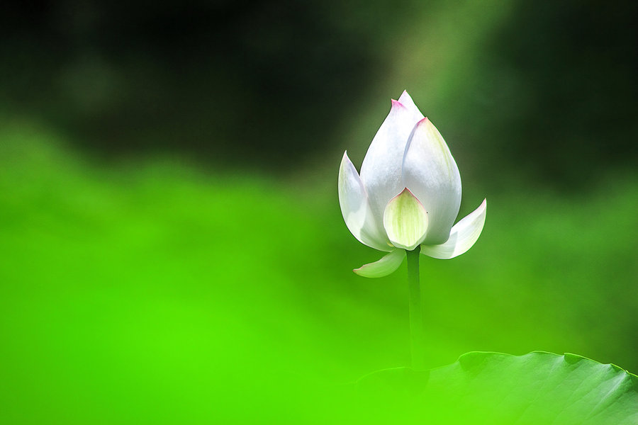 【白荷花摄影图片】生态摄影