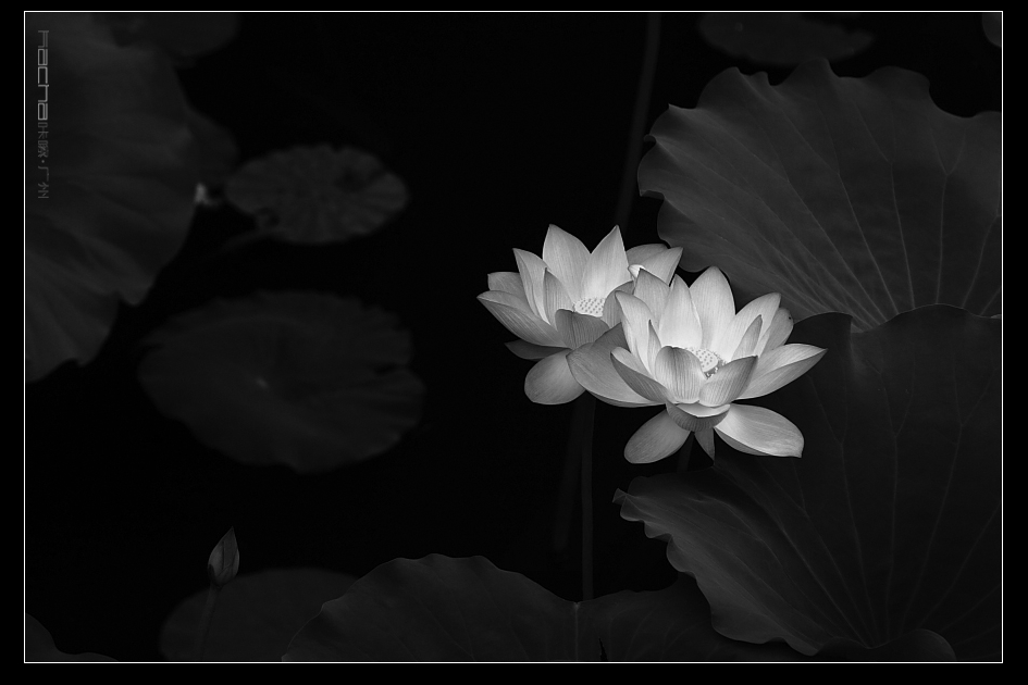 黑白荷花(2015-6-21)