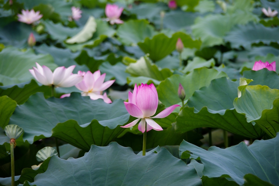 夏荷