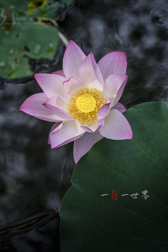 【一花一世界】