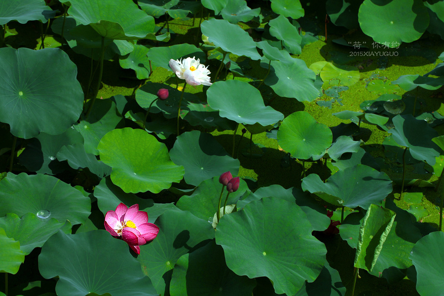 夏日炎炎,"荷"你有约