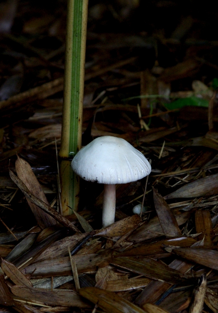 雨后菌菇