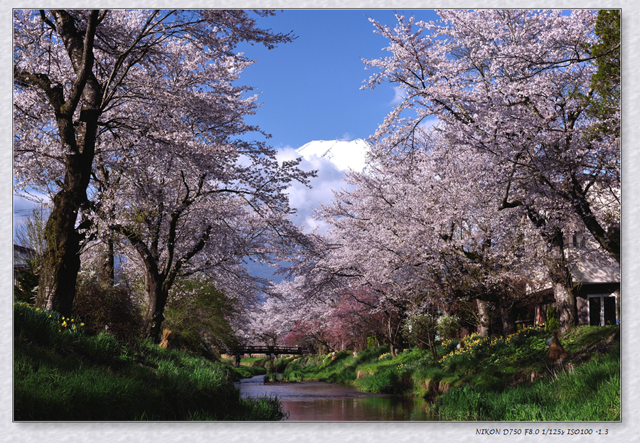 【富士山下看樱花摄影图片】风光旅游摄影