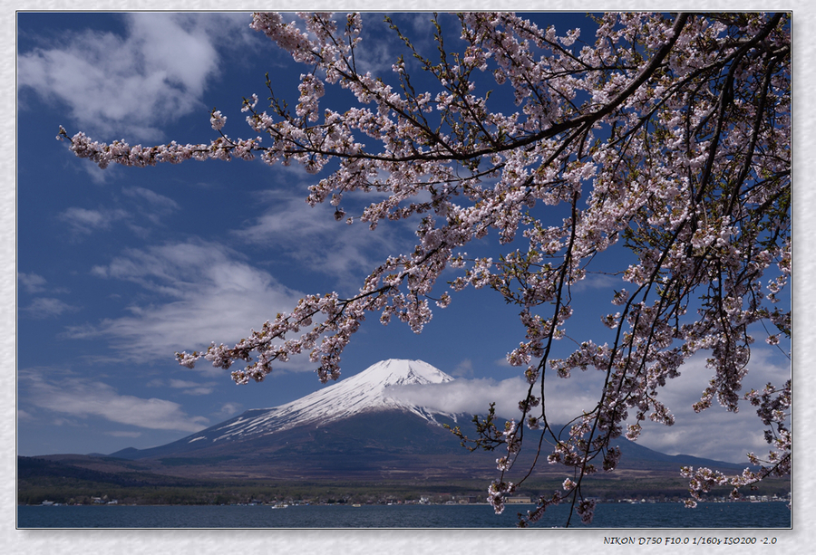 【富士山下看樱花摄影图片】风光旅游摄影_太平洋电脑网摄影部落