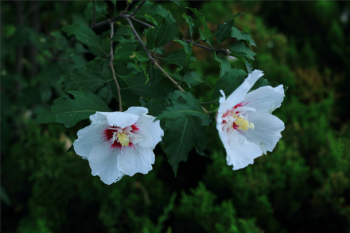 白色木槿花