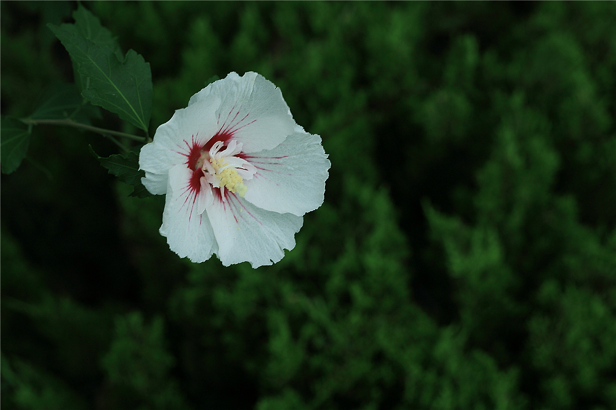 白色木槿花