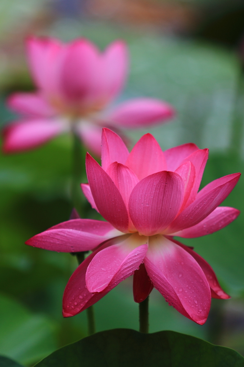 雨露荷花!