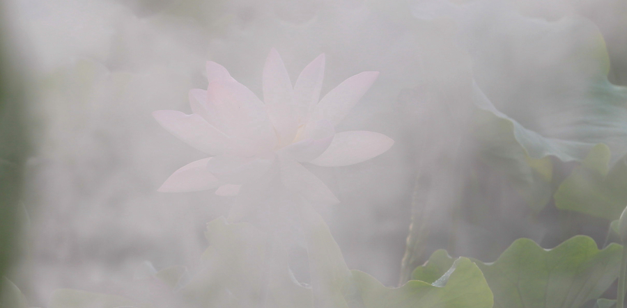 【雾里看花摄影图片】生态摄影