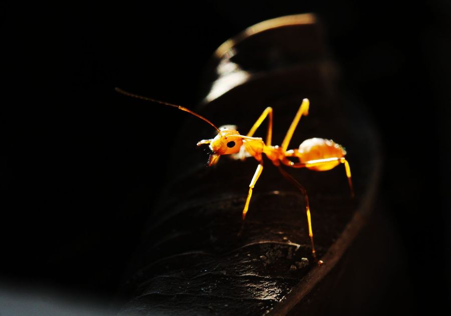 【红蚂蚁摄影图片】生态摄影_太平洋电脑网摄影部落