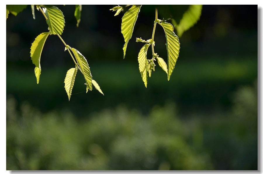 【【好看的叶子】之七    榆树叶摄影图片】生态