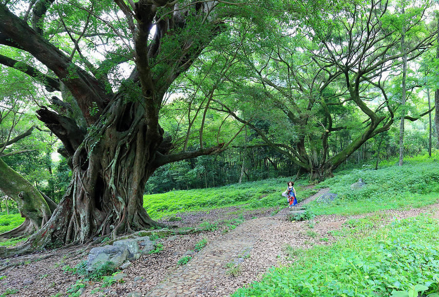 霞浦风光之杨家溪榕枫公园小景1-. (共 6 p)