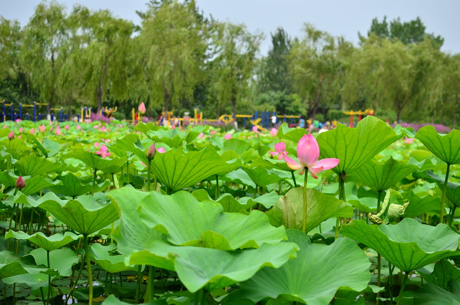 夏日荷塘之美 (共p)