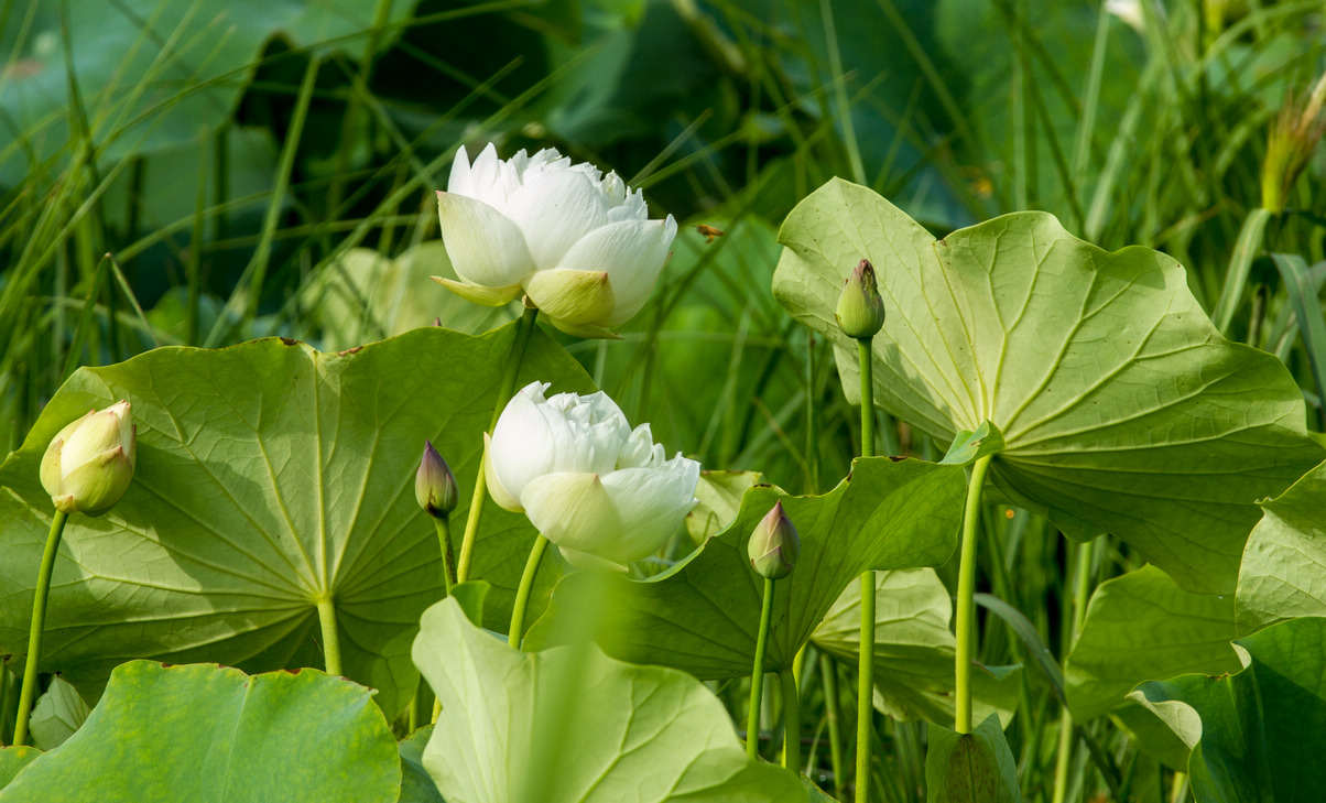 【圣洁的白莲花摄影图片】风光摄影_百姓一丁_太平洋电脑网摄影部落