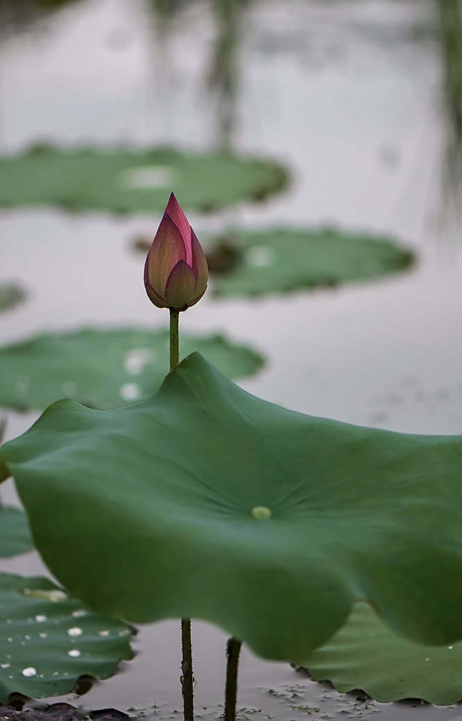 花花世界【136】-荷花