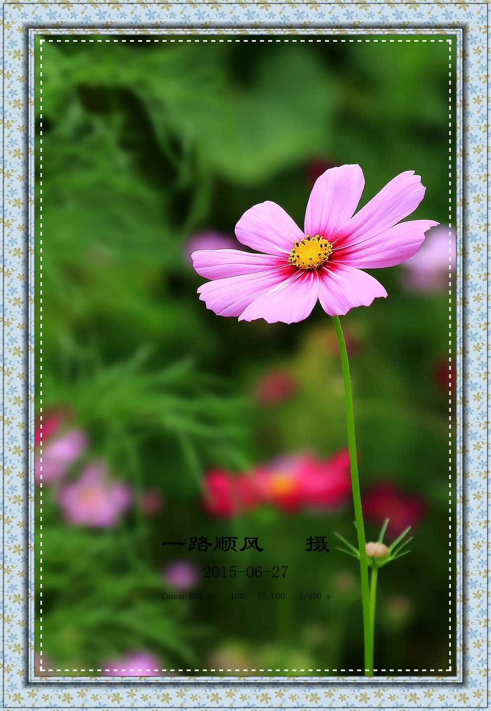 格桑花语