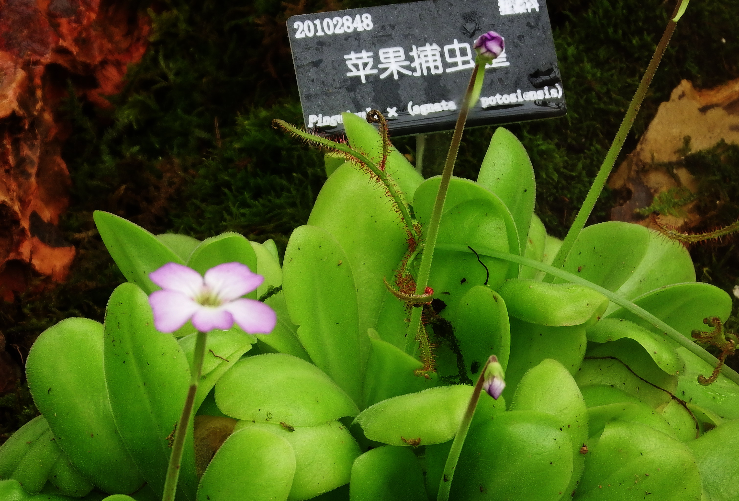 吃虫植物