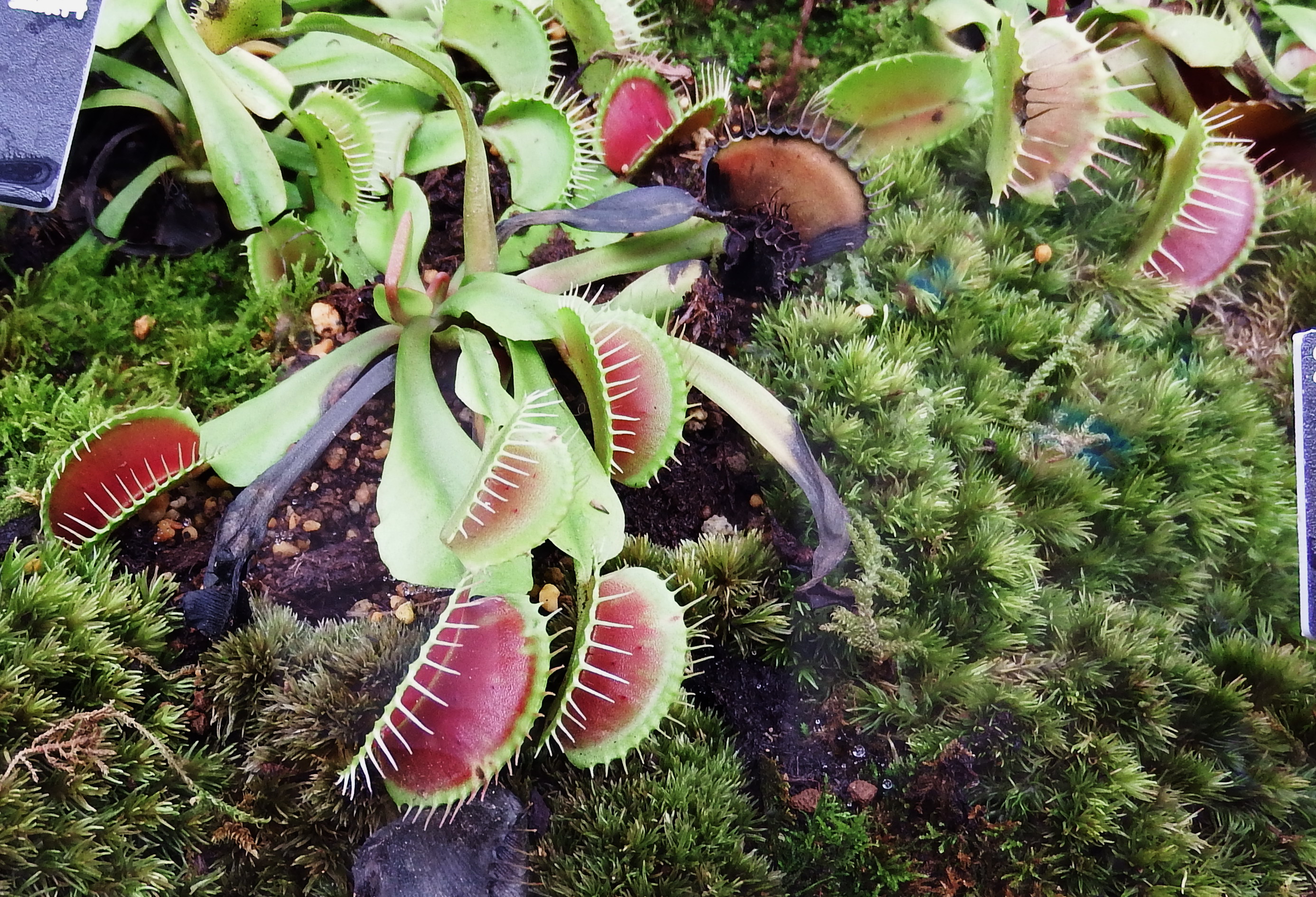 吃虫植物