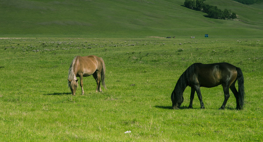 阳光,草原和马
