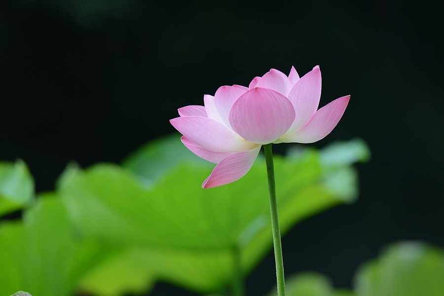 腾龙150-600mm试拍荷花