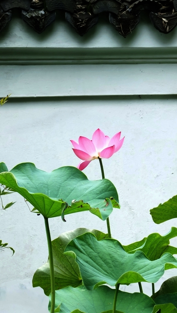 荷花和睡莲