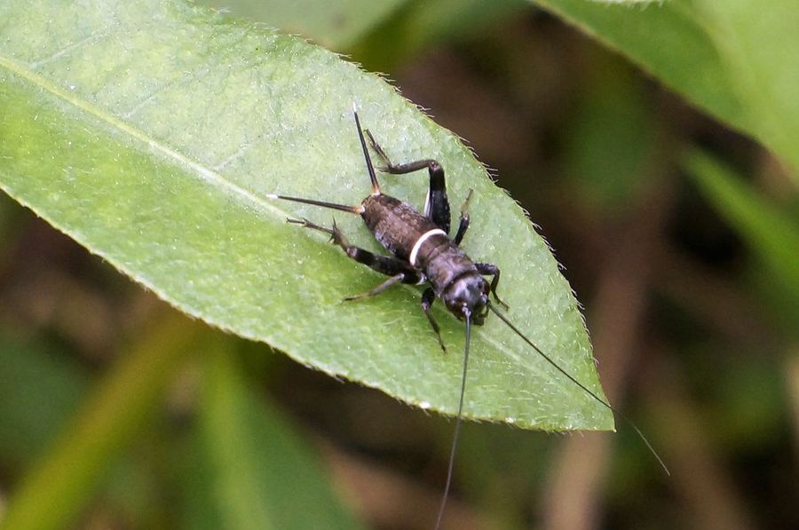 【蟋蟀的若虫摄影图片】生态摄影