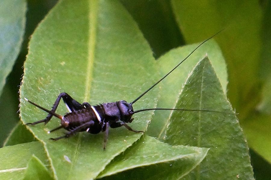 【蟋蟀的若虫摄影图片】生态摄影