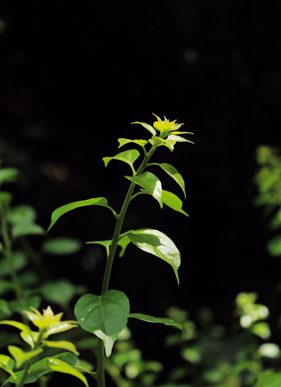花草杂拍