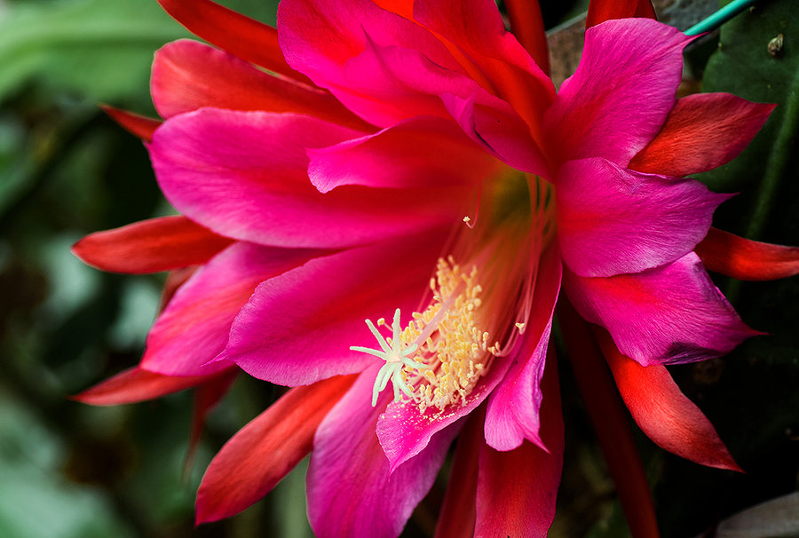 花蕊