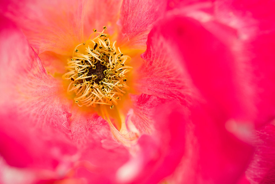 花蕊