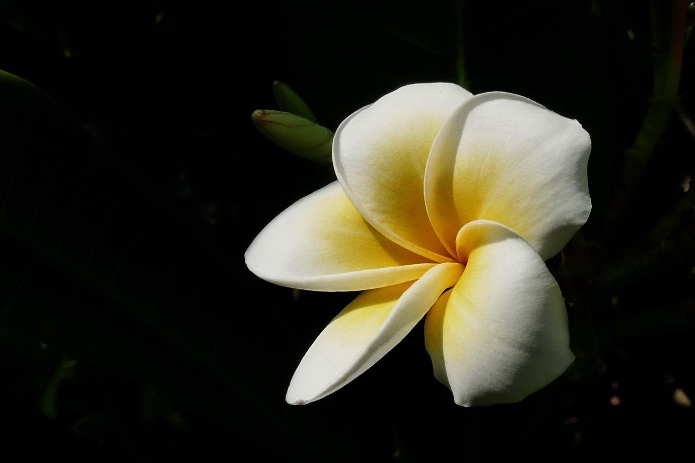 鸡蛋花