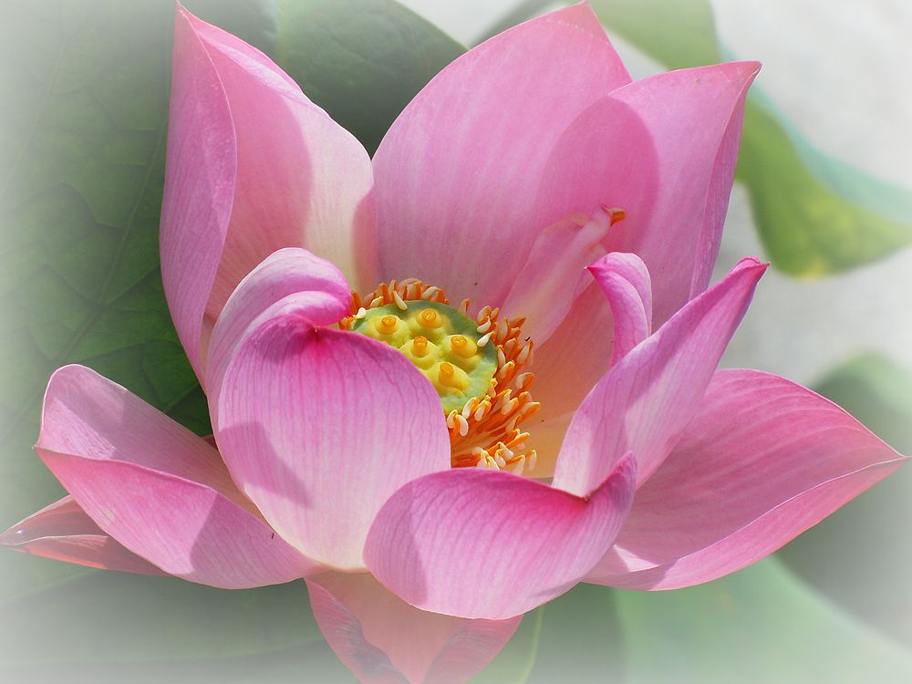 荷花特写