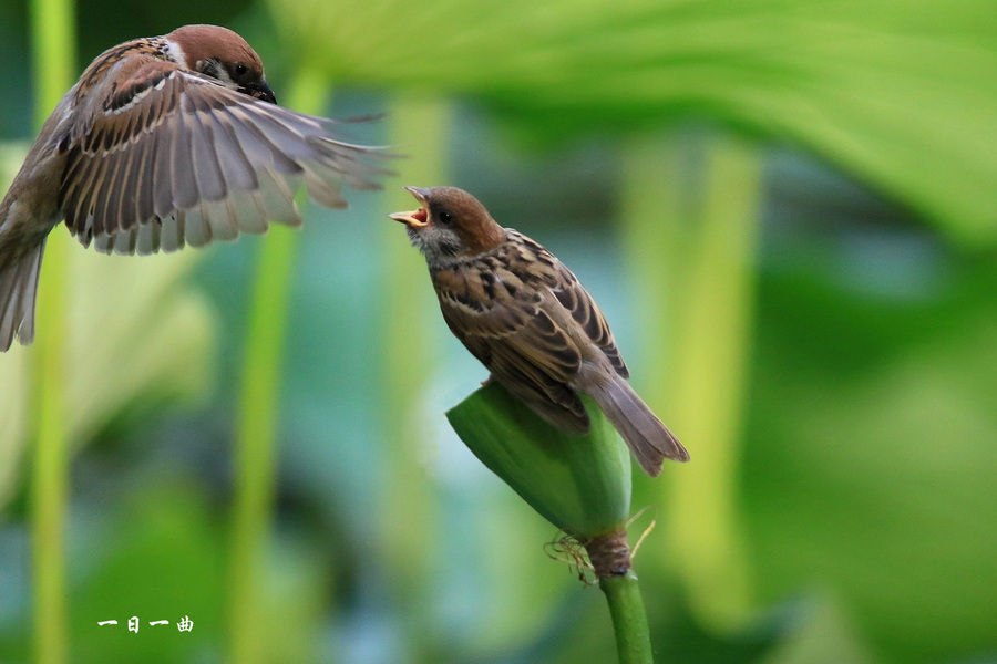 【鸟--【麻雀】的母爱。。。摄影图片】生态摄影_太平洋电脑网摄影部落