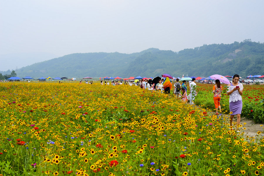 彭州通济花海