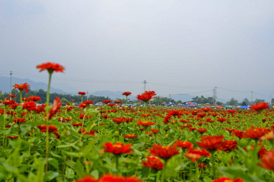 彭州通济花海