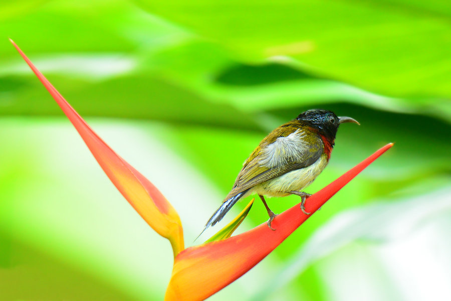 【长有繁殖羽的叉尾太阳鸟摄影图片】生态摄影
