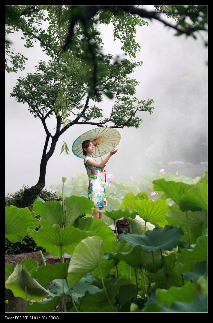 古漪荷花雨中旗袍倩影