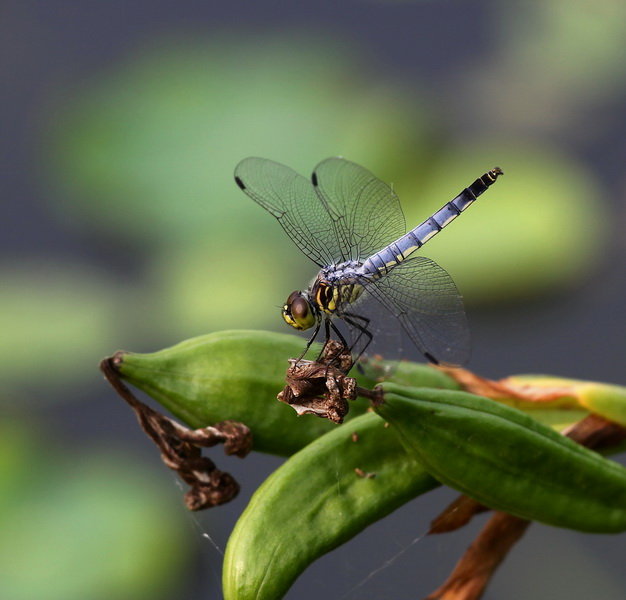 【拍摄的蜻蜓摄影图片】生态摄影_太平洋电脑网摄影