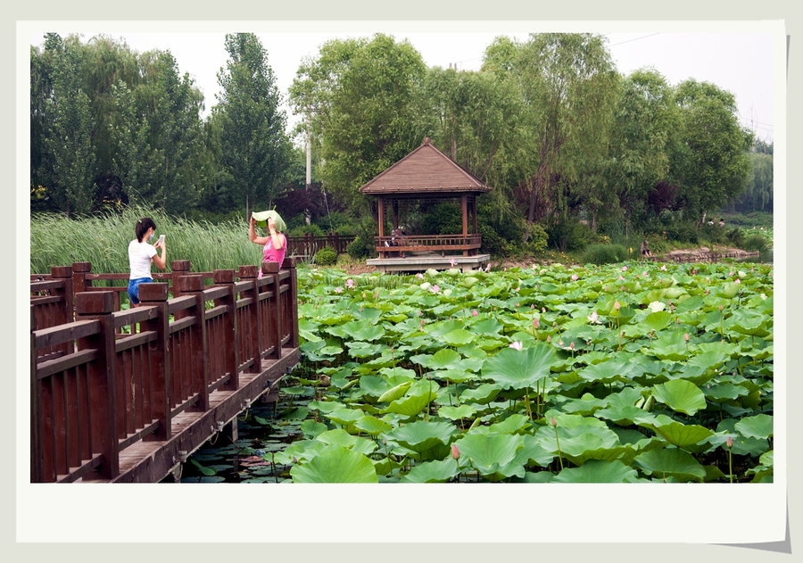 【戴河生态园---秦皇岛的西花园摄影图片】风光