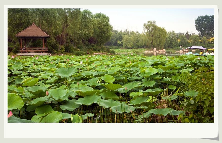 【戴河生态园---秦皇岛的西花园摄影图片】风光