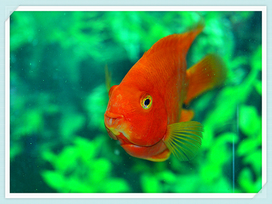 【红鹦鹉鱼摄影图片】生态摄影