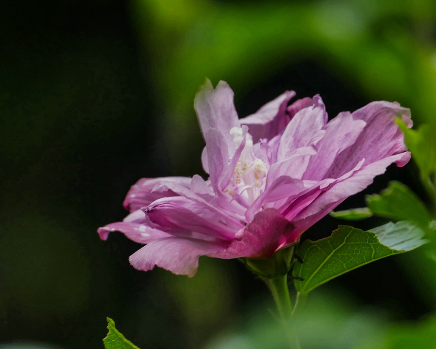 木槿花