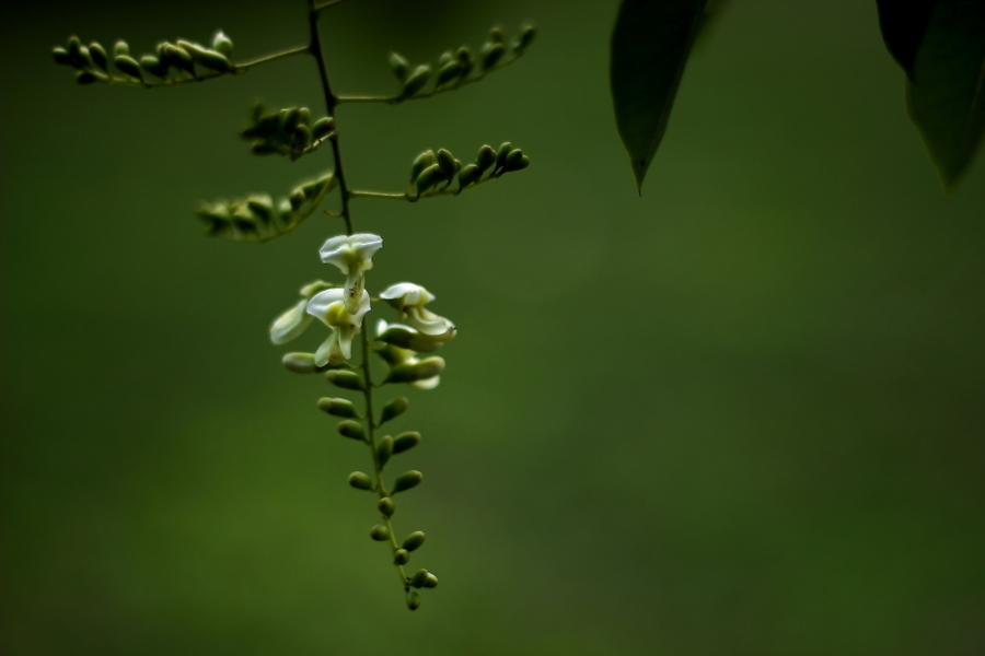 龙爪槐花