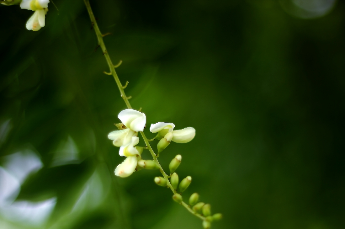 龙爪槐花