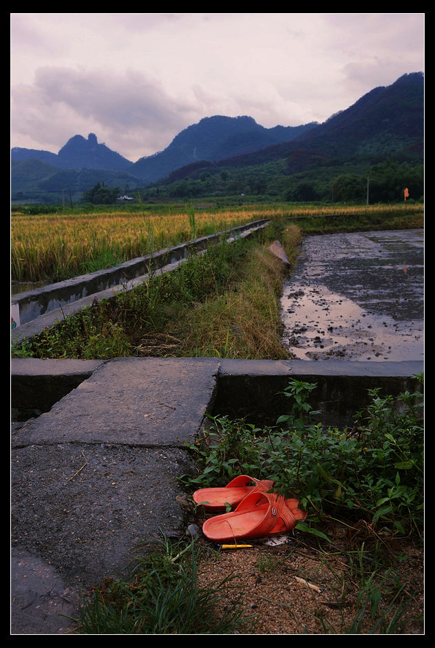 黄昏风雨田园路