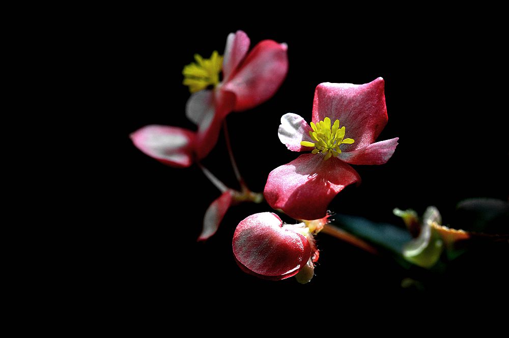 花花不断的四季海棠