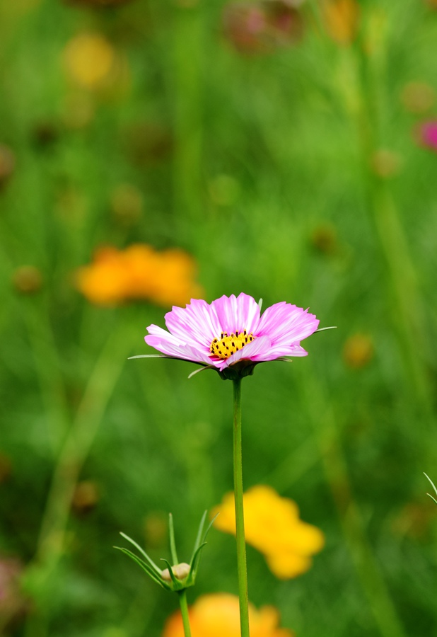 绚烂花季