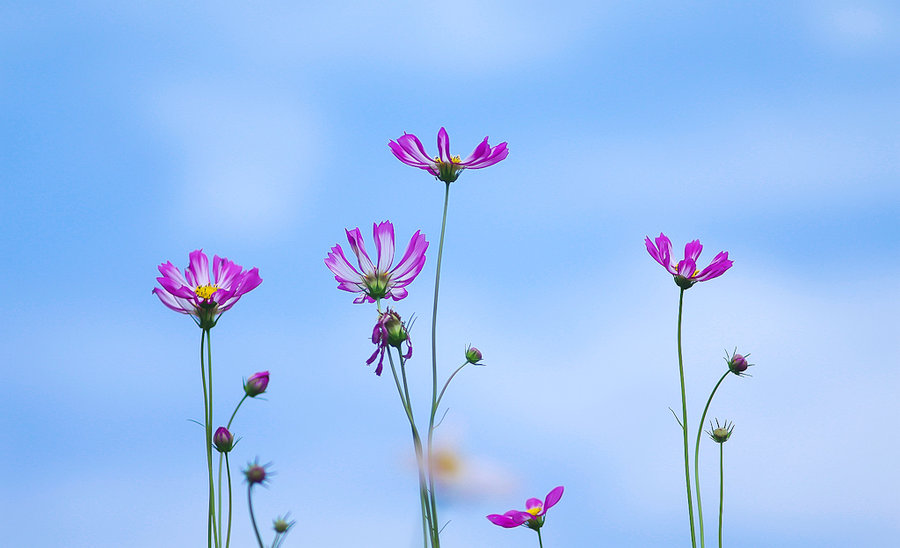 盛夏格桑花