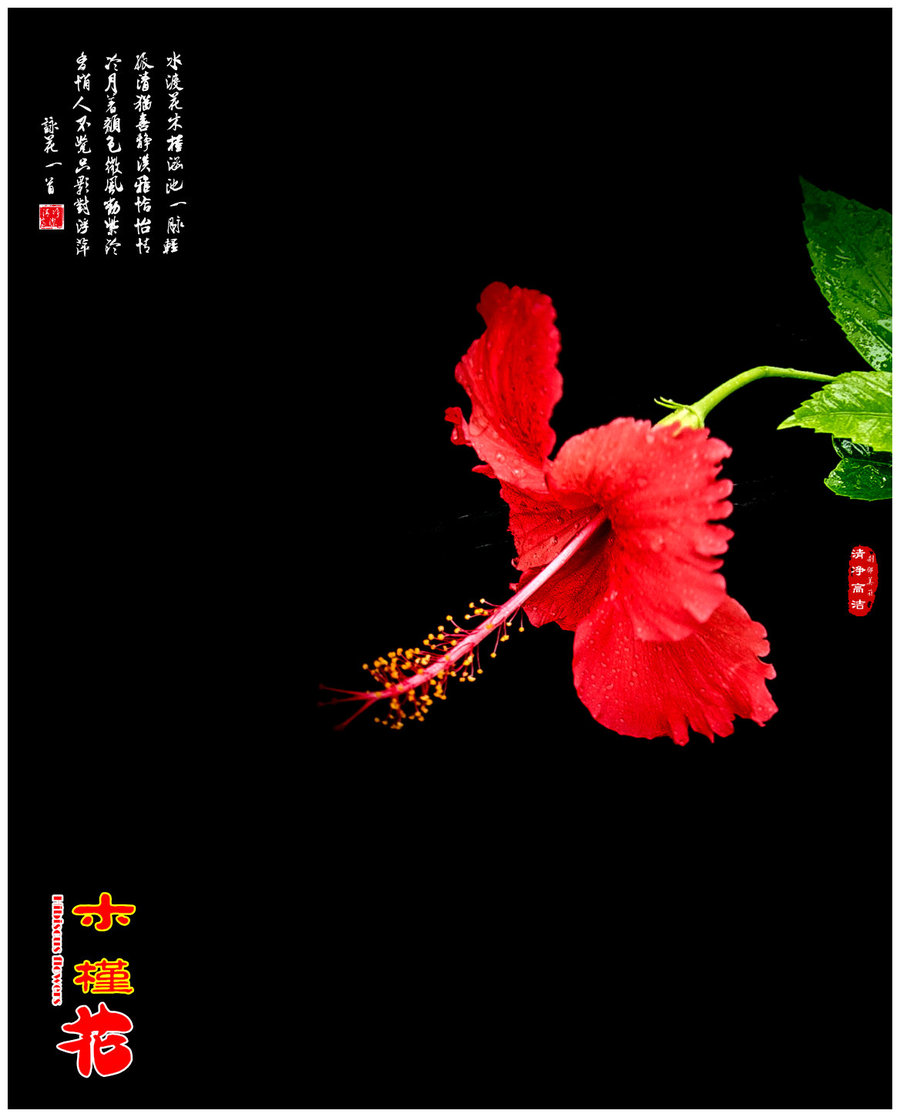 【红色木槿花摄影图片】生态摄影