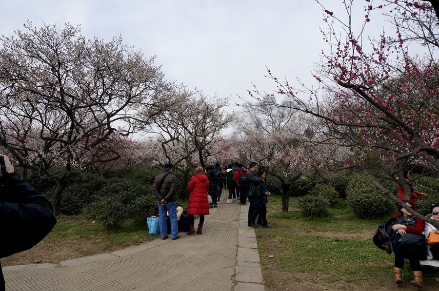 春天梅花山