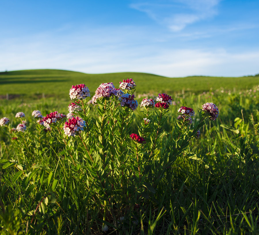 【狼毒花---草原上的末代植物摄影图片】生态摄